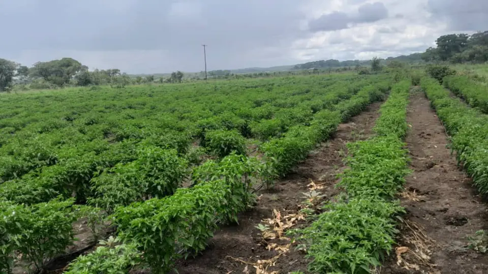 Chilli field at production stage